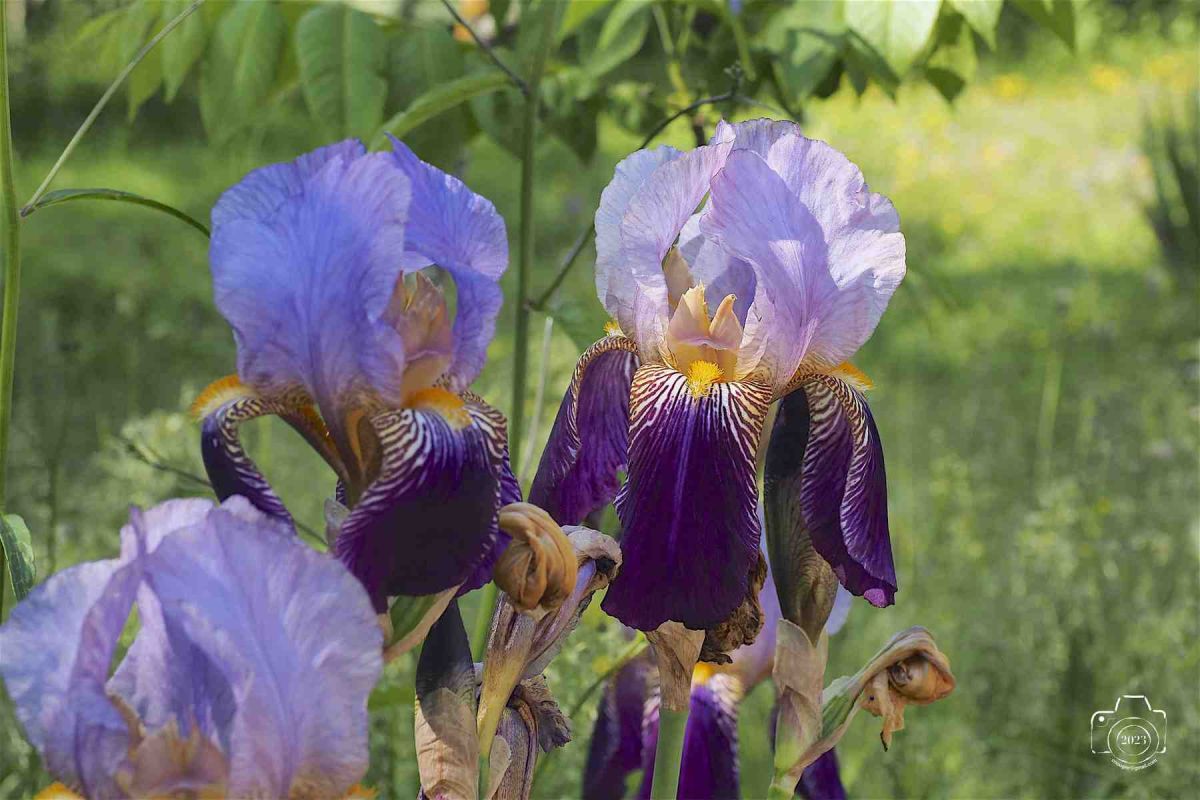 Tarn-301-mai-67