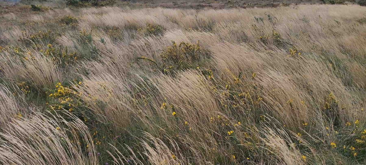 Cotentin-AA-100