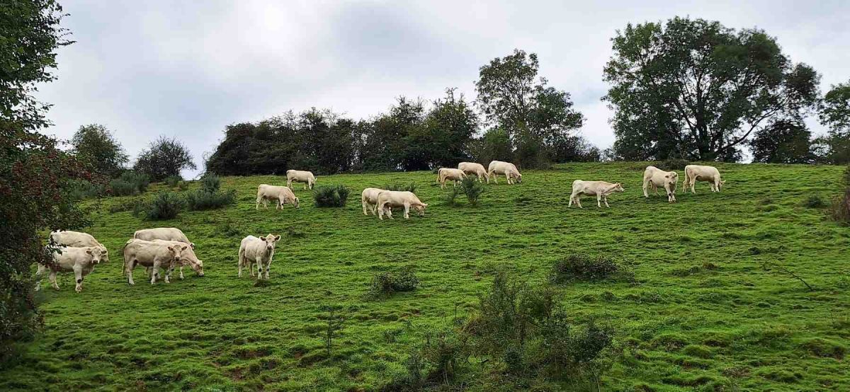 Cotentin-AA-119