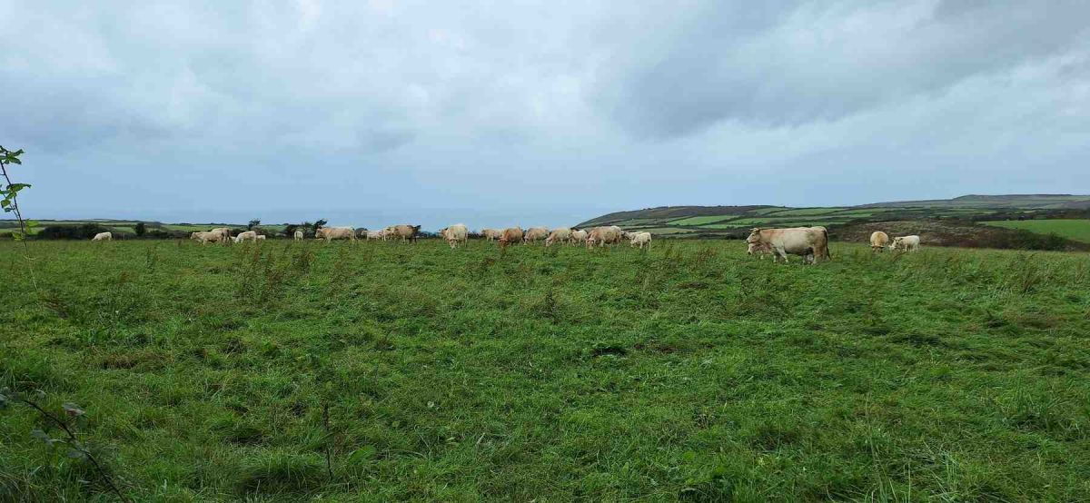 Cotentin-AA-70