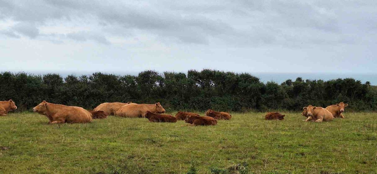 Cotentin-AA-71