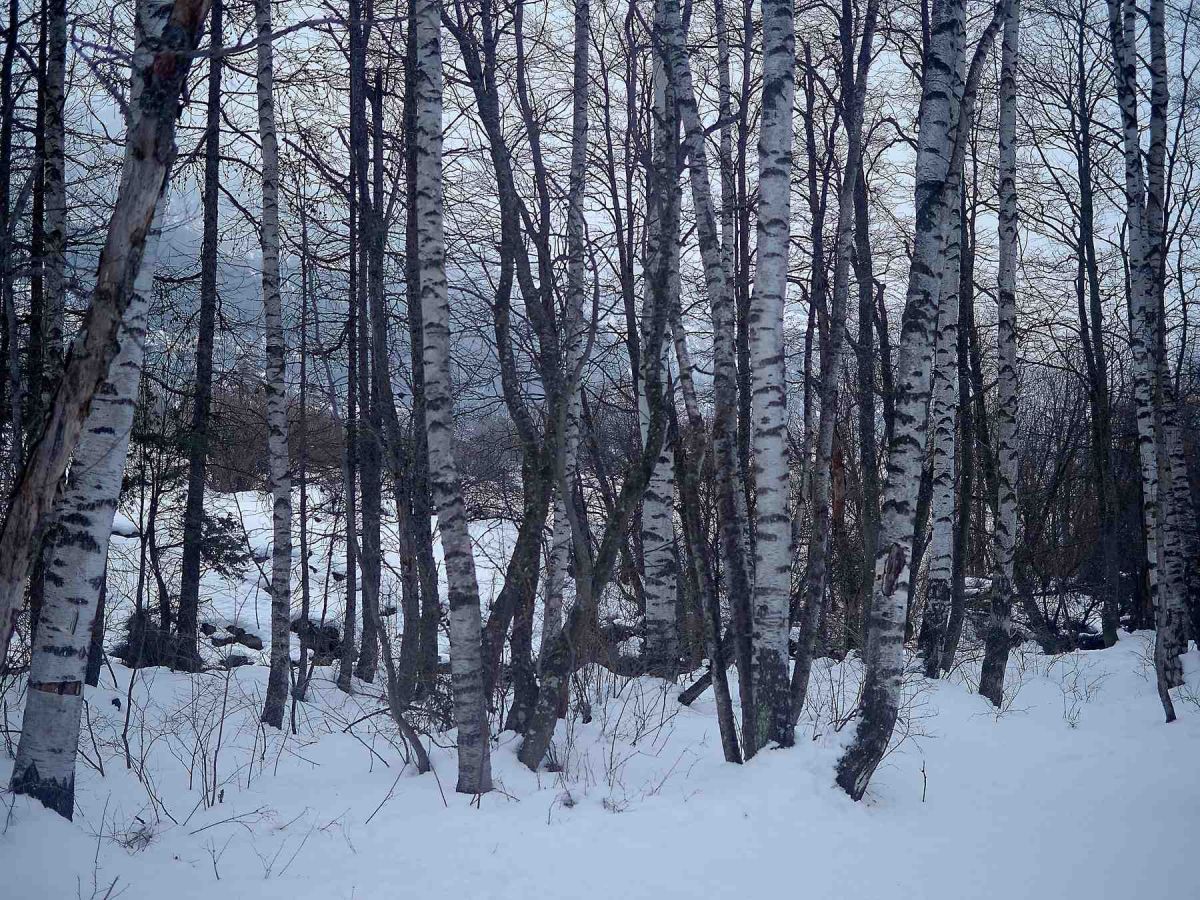 StChaffrey-21