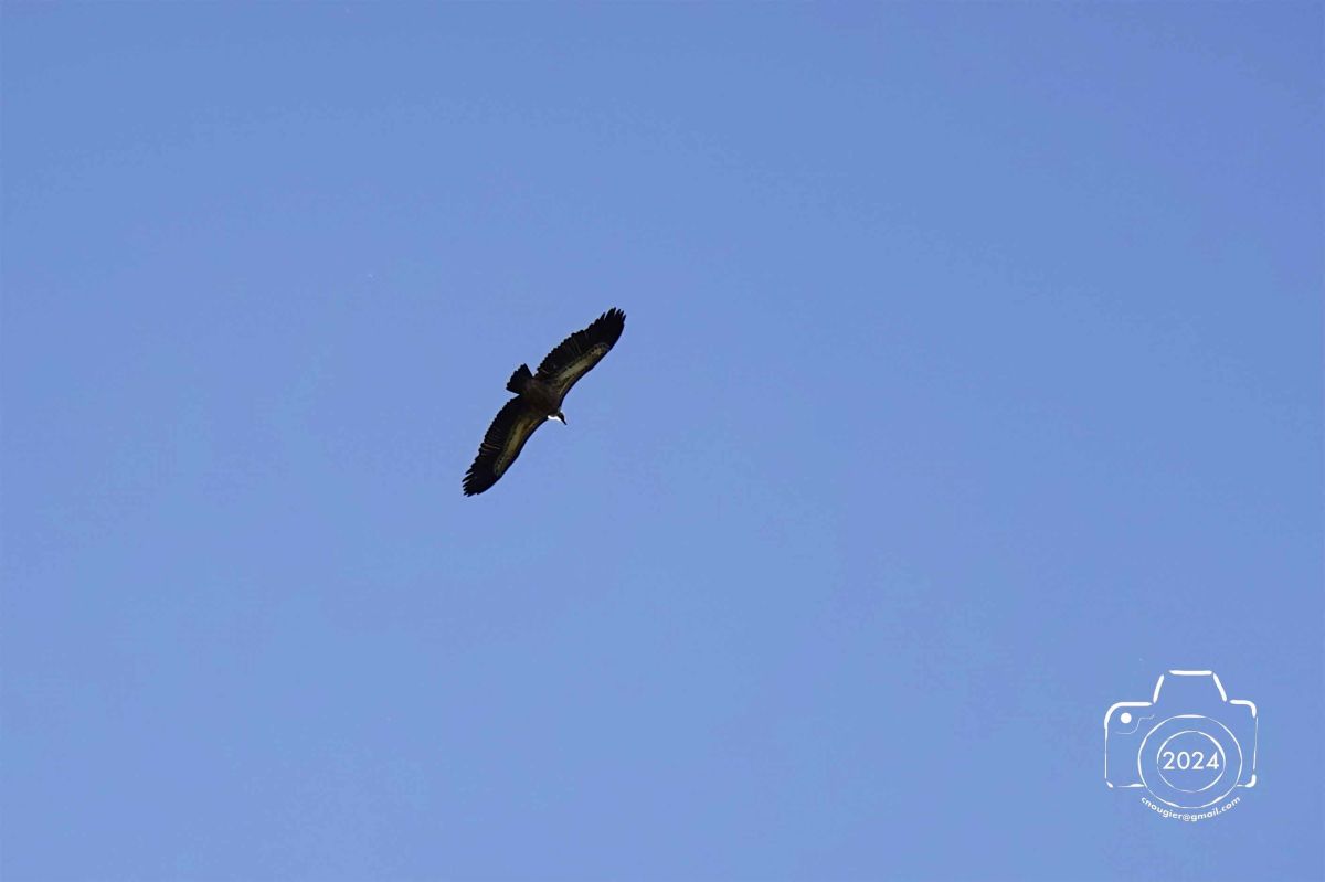 DSC00196SONYRX10072024