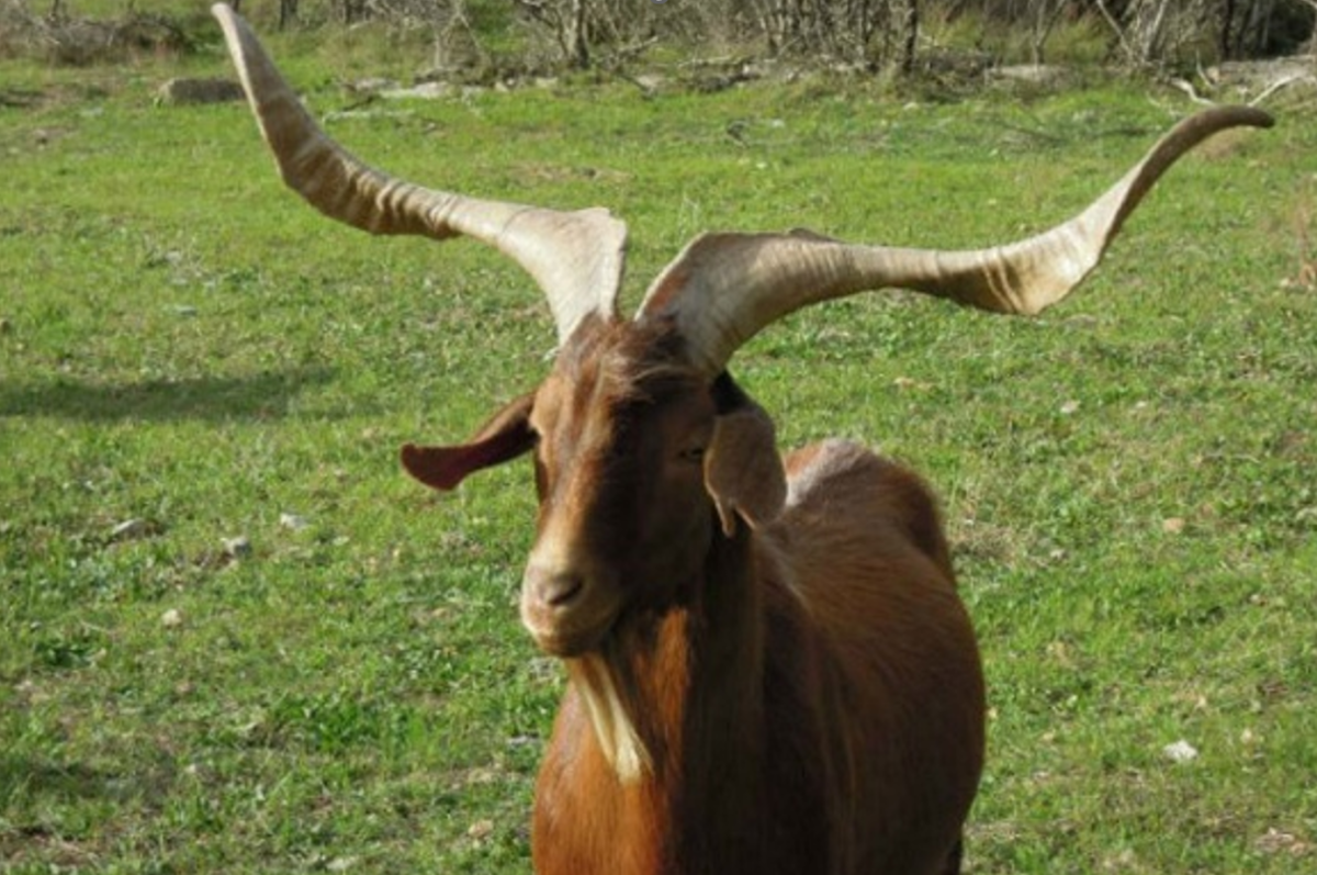 Chevre-du-Rove
